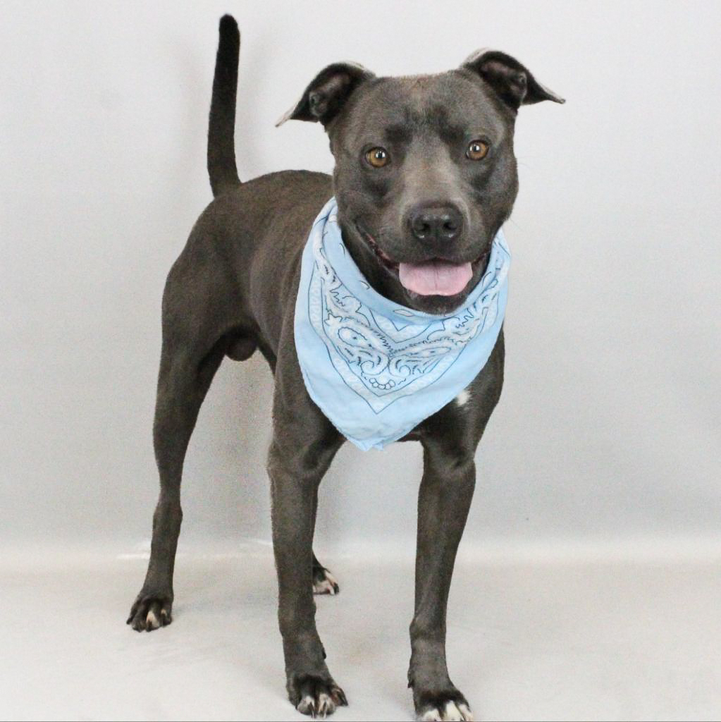 GvlAnimalCare's tweet photo. 2 year old Bert is this week’s #TeamFavoriteTuesday pick!! He’s been on DDO multiple times, and they ALWAYS have great things to say. 💕 

Come meet Bert TODAY! Walk-ins welcome from 12-5 PM, Monday-Saturday OR call or text our lifesaving team at (864) 467-3985! https://t.co/WJvXy1IZcL