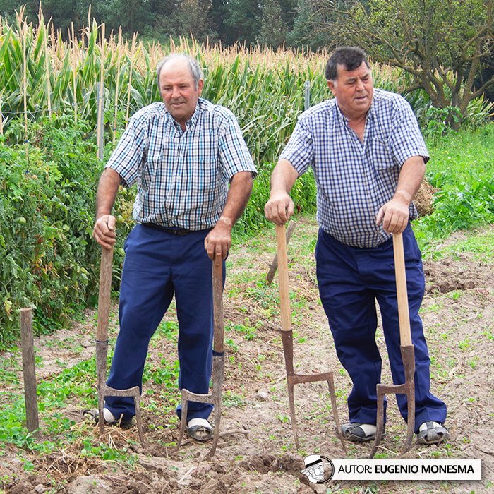 EugenioMonesma's tweet image. ⛏️ Aunque muchos las conocen como #layas, las #lías son una variante de este apero agrícola en la zona de #Aragón. 

¿Conocías esta ancestral herramienta para labrar el campo que data del siglo XVII?

📽️ Documental COMPLETO (8') aquí: youtu.be/HG9Zotr2woE