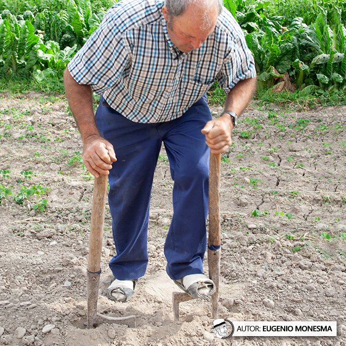 EugenioMonesma's tweet image. ⛏️ Aunque muchos las conocen como #layas, las #lías son una variante de este apero agrícola en la zona de #Aragón. 

¿Conocías esta ancestral herramienta para labrar el campo que data del siglo XVII?

📽️ Documental COMPLETO (8') aquí: youtu.be/HG9Zotr2woE