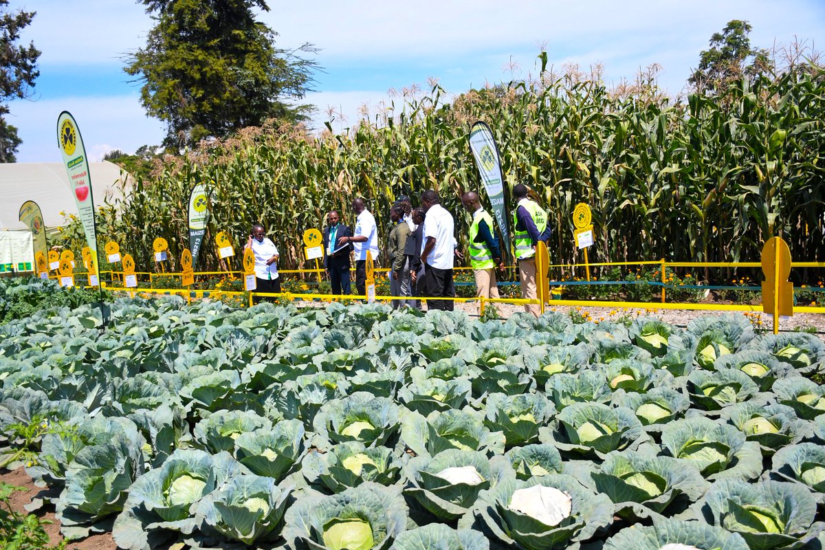 kenyaseedltd's tweet photo. ASK Nakuru National Show opens it's doors to the public tomorrow after the completion of judging today. Visit our stand from tomorrow 3rd - 7th July 2023 as we promote climate smart agriculture practices.
Karibuni Nakuru Show!
@Simlaw_Seeds
@AgriSocietyOfKe
#topqualityseed https://t.co/Eh4nLI9LJ7