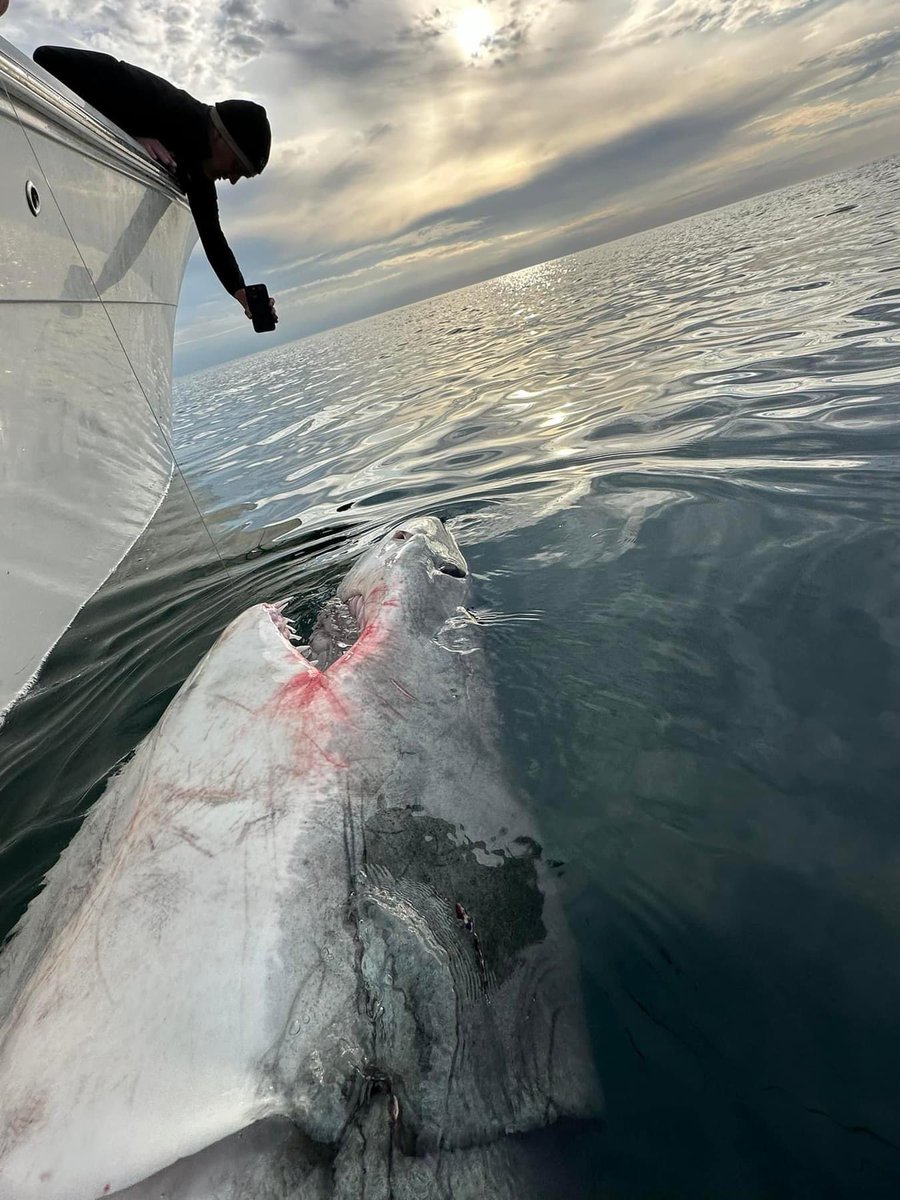 MA Sharks 🦈 (@ma_sharks) on Twitter photo White shark ‘LeeBeth’ has clearly made her choice and moved well into the Gulf of St. Lawrence. She’s currently between the Magdalen Islands and PEI. Follow her travels on the <a href="/sharktivity/">Sharktivity</a> app.
#GreatWhiteNorth White shark ‘LeeBeth’ has clearly made her choice and moved well into the Gulf of St. Lawrence. She’s currently between the Magdalen Islands and PEI. Follow her travels on the <a href="/sharktivity/">Sharktivity</a> app.
#GreatWhiteNorth