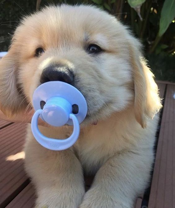cutiespuppies's tweet photo. https://t.co/vEQDem7mq4