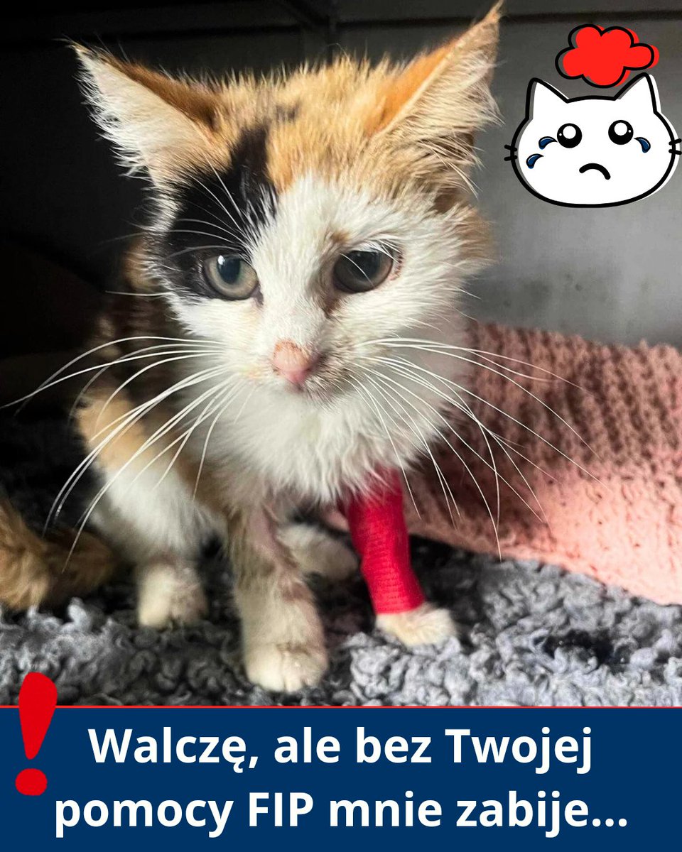 Camilla, 1 kg dorosłego kota w stanie skrajnego wycieńczenia...

Kotka walczy o życie 💔😭😭 
Bez waszej pomocy nie uda się...

pomagam.pl/ocalmycamille

Proszę podarujmy jej życie na które zasługuje.