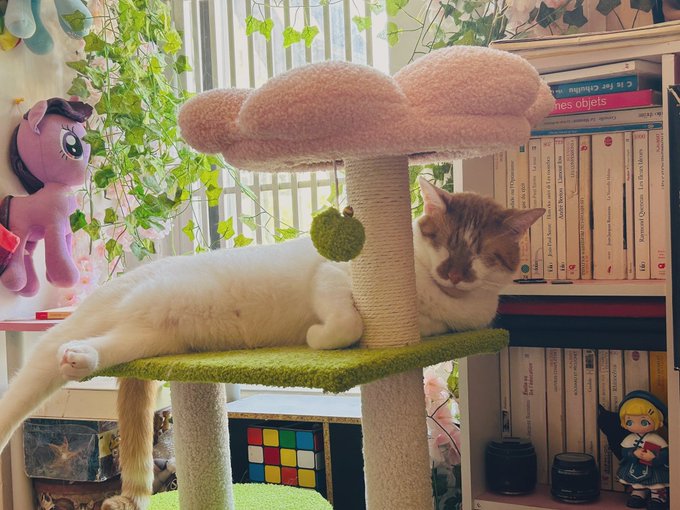 Watch out: he&rsquo;s very sleepy today https://t.co/X8UDSfgTHf