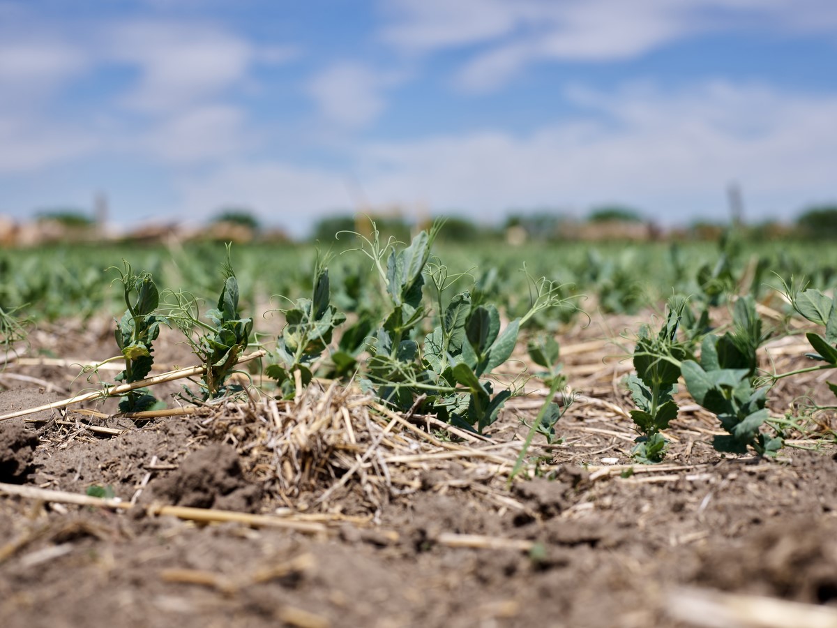 If you're in the Eagle Butte area tomorrow afternoon, drop by <a href="/farmingsmart_aw/">Ashley</a>'s field event at Devon Mitzner Farms between 1-3pm to say hi and learn about the #BMPs of incorporating #peas into your rotation!

Learn more about this free event:
farmingsmarter.com/fcs-field-day-…