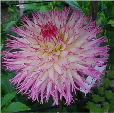Dahlias  are just beginning to arrive at Sky. Look for more and more blooms  arriving in weekly shipments as the month goes on and join us for the  Dahlia Show in August! FB Event Linked Here: facebook.com/share/9peUP9Yg…