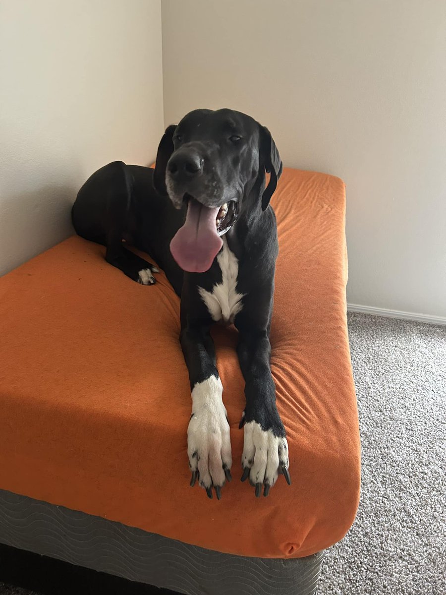morlcode's tweet image. A most loyal writer's assistant. His official name is Charles Barkowski (after my favorite poet). Meet Charlie. &lt;3
