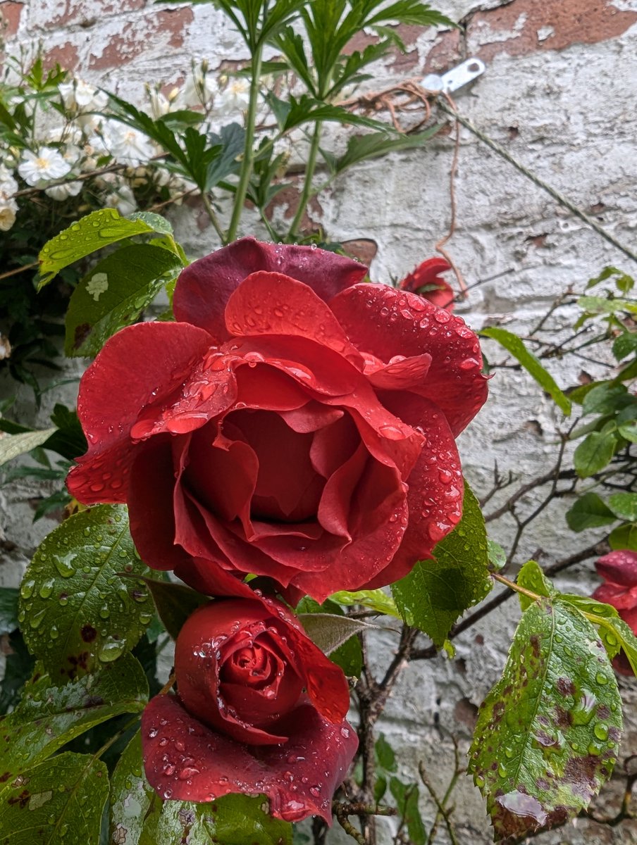 I am a child of God
A rose by any other name