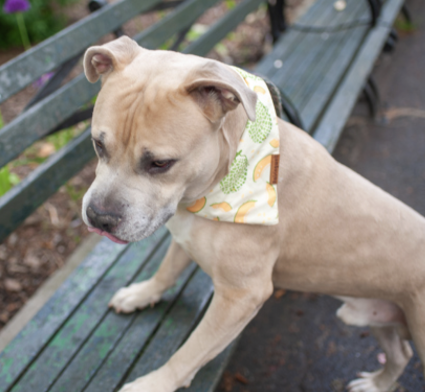 BeeDoDoobieDo's tweet photo. Just an oversized 🐶lap dog - friendly, social, no people or dog reactivity, enthusiastic, tan velveteen coat, great walking 🦮partner, good student. Handsome🤠 DURANGO still waits in Manhattan, he's a staff favorite, he gets lots of walks! Durango has been in shelter for #93Days and is a Priority Placement for ACC. Go visit this 5⃣yr old gem and picture yourself with a fabulous new friend!🥰 https://t.co/WHq0LoAUuK