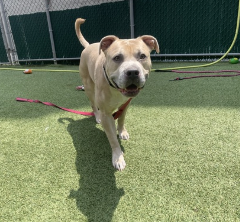 BeeDoDoobieDo's tweet photo. Just an oversized 🐶lap dog - friendly, social, no people or dog reactivity, enthusiastic, tan velveteen coat, great walking 🦮partner, good student. Handsome🤠 DURANGO still waits in Manhattan, he's a staff favorite, he gets lots of walks! Durango has been in shelter for #93Days and is a Priority Placement for ACC. Go visit this 5⃣yr old gem and picture yourself with a fabulous new friend!🥰 https://t.co/WHq0LoAUuK
