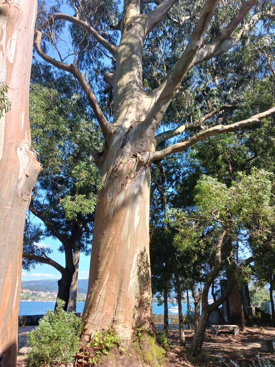 𝕮𝖊𝖙𝖊,𝕮𝖆𝖇𝖗𝖔𝖓𝖈𝖊𝖙𝖊 🎶 Cete,para amig@s tweet media