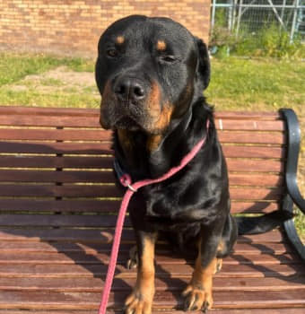 The_Animal_Team's tweet photo. Black/Tan large, adult #Rottweiler full tail & wearing a half check collar, #missing from near #McDonalds #LeamingtonSpa #CV31 area, #Warks since 29/6/24. Chipped. https://t.co/OGfFuKlwTC #MissingDog #StolenDog #DogsOfTwitter https://t.co/VNKWwkh9Fi