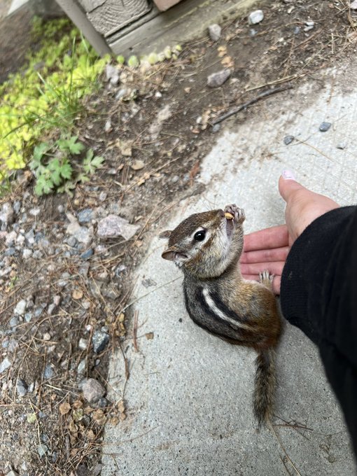 It was nice to unplug up north for the weekend and also feed chipmunks 😍 https://t.co/LF4wMYZOGq<a href="/tag/newprofilepic"class="tags"><span>#newprofilepic</span></a>