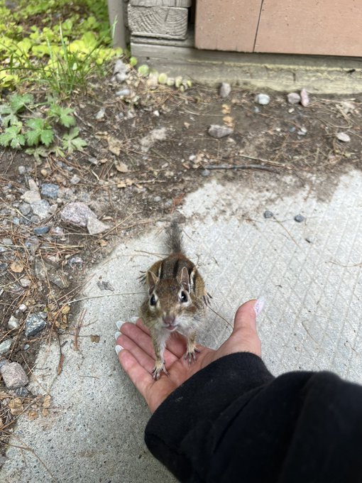 It was nice to unplug up north for the weekend and also feed chipmunks 😍 https://t.co/LF4wMYZOGq<a href="/tag/newprofilepic"class="tags"><span>#newprofilepic</span></a>