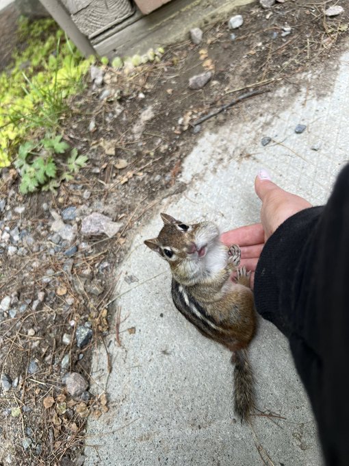 It was nice to unplug up north for the weekend and also feed chipmunks 😍 https://t.co/LF4wMYZOGq<a href="/tag/newprofilepic"class="tags"><span>#newprofilepic</span></a>