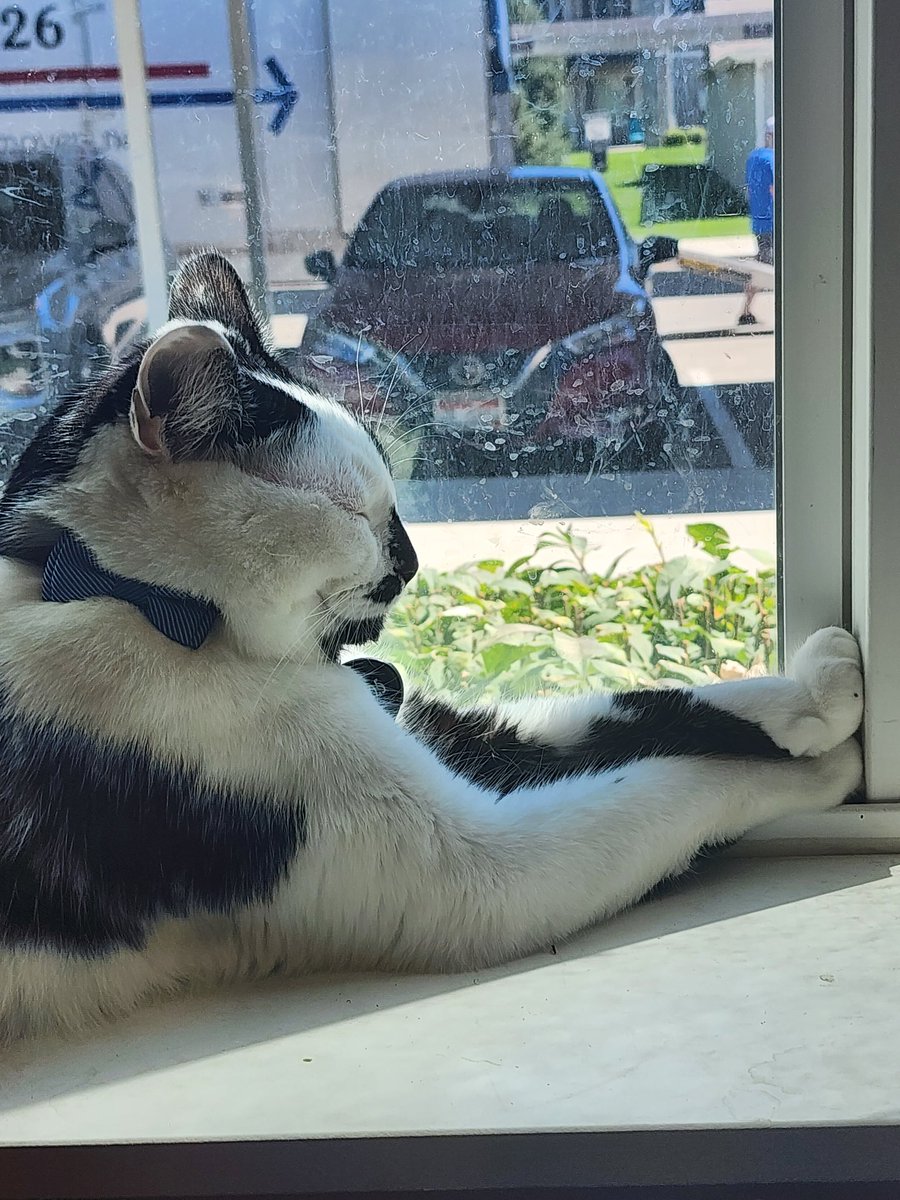 PawsitivelyPaw3's tweet photo. "I make nose art on da window ♥️"
-Onyx https://t.co/7G8r9YMHGi