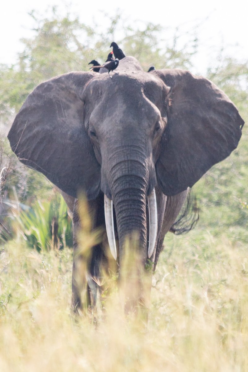 He just got back from visiting Uganda and has some amazing pictures. If you buy a print or three, 50% of the proceeds go to thegemfoundation.com. So, go to his SmugMug page and order prints to beautify your home and help children with special needs. mrhoelker.smugmug.com/Africa