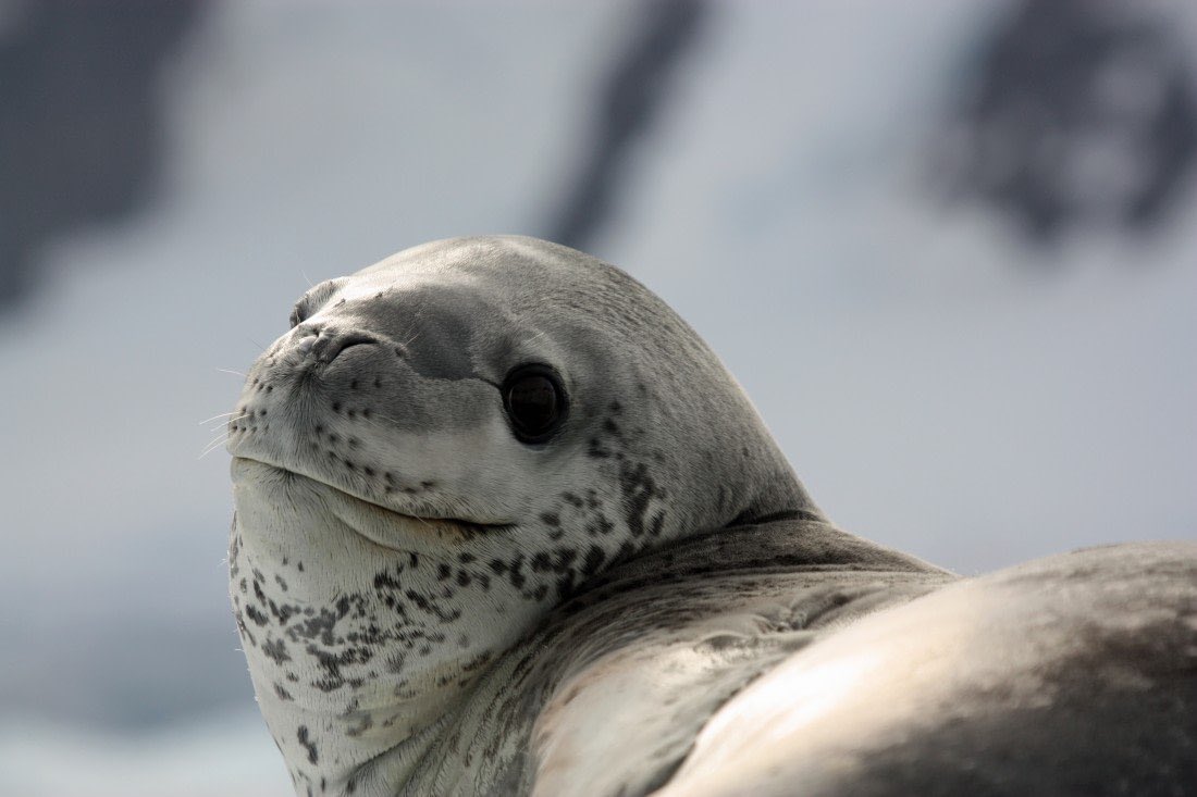 sealmeep's tweet photo. i don’t see any love for leopard seals on sealtwt. just because these guys get some bad press doesn’t mean they aren’t valid seals �� look at how silly these guys look https://t.co/4BE0tm8aZS