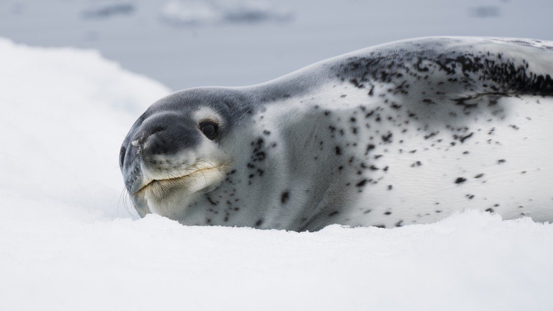sealmeep's tweet photo. i don’t see any love for leopard seals on sealtwt. just because these guys get some bad press doesn’t mean they aren’t valid seals �� look at how silly these guys look https://t.co/4BE0tm8aZS