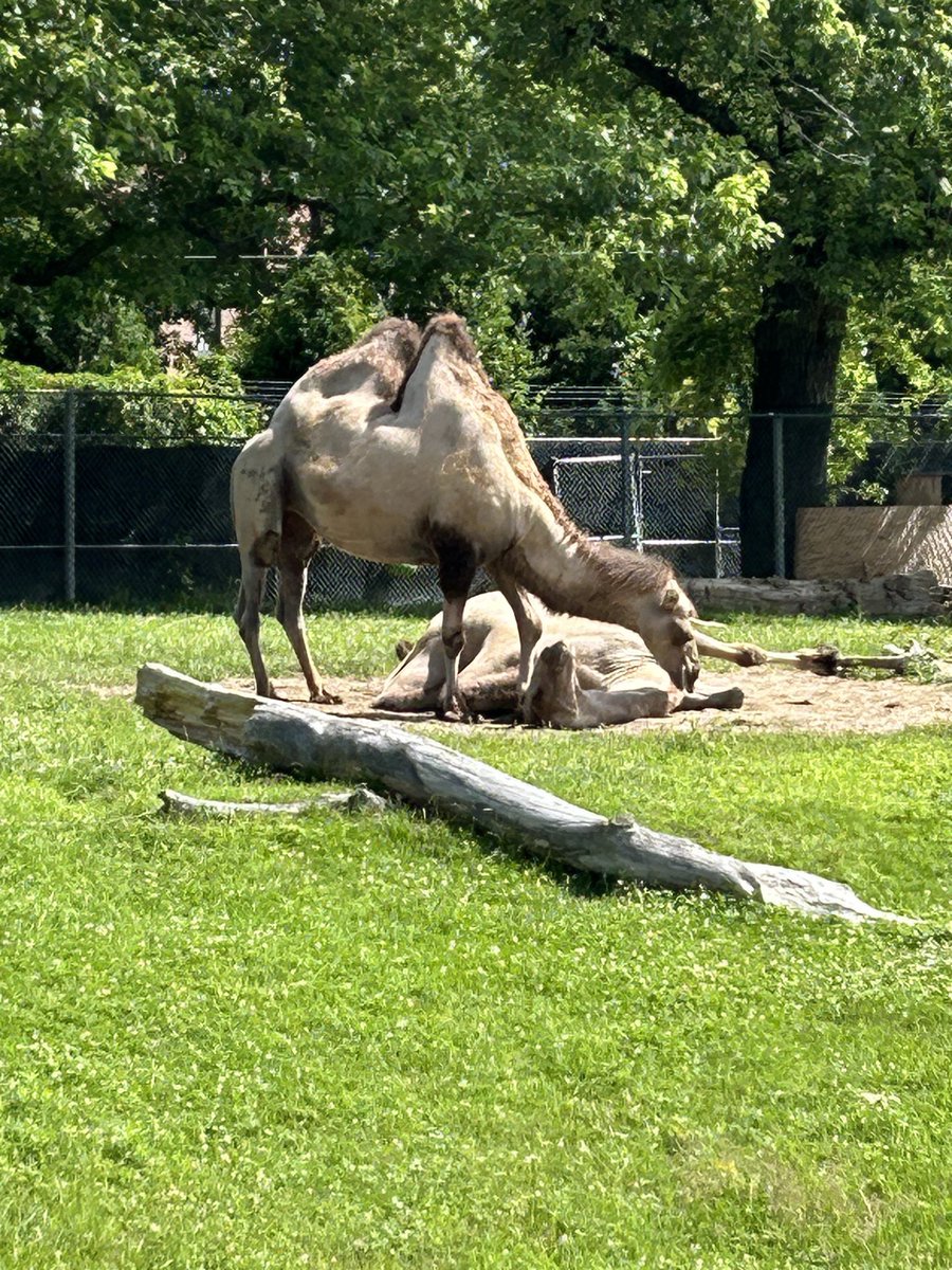 Love Detroit tweet media