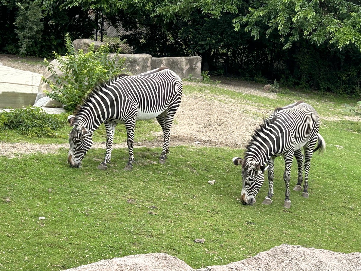 Love Detroit tweet media