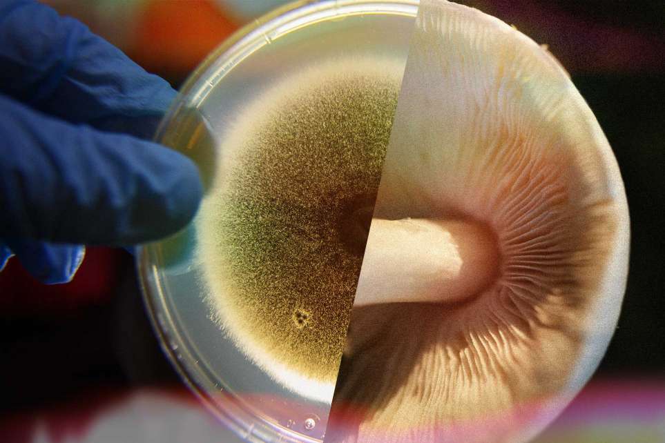 At <a href="/UFScripps/">Wertheim UF Scripps</a> and <a href="/lab_shen/">Shen Lab</a>, a labyrinth of vials makes up the Natural Products Discovery Center, home to a treasure trove of biodiversity with untold promise for treating disease. Read more about the living library at bit.ly/3KLqjGU.