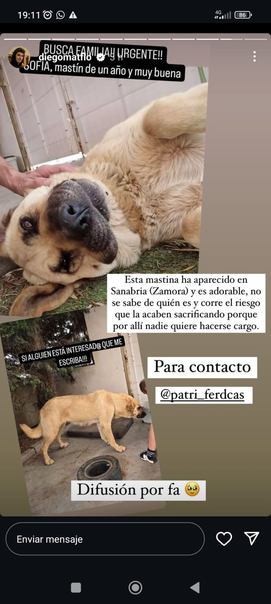 Ayuda para esta cachorrona. Necesita un hogar de forma urgente