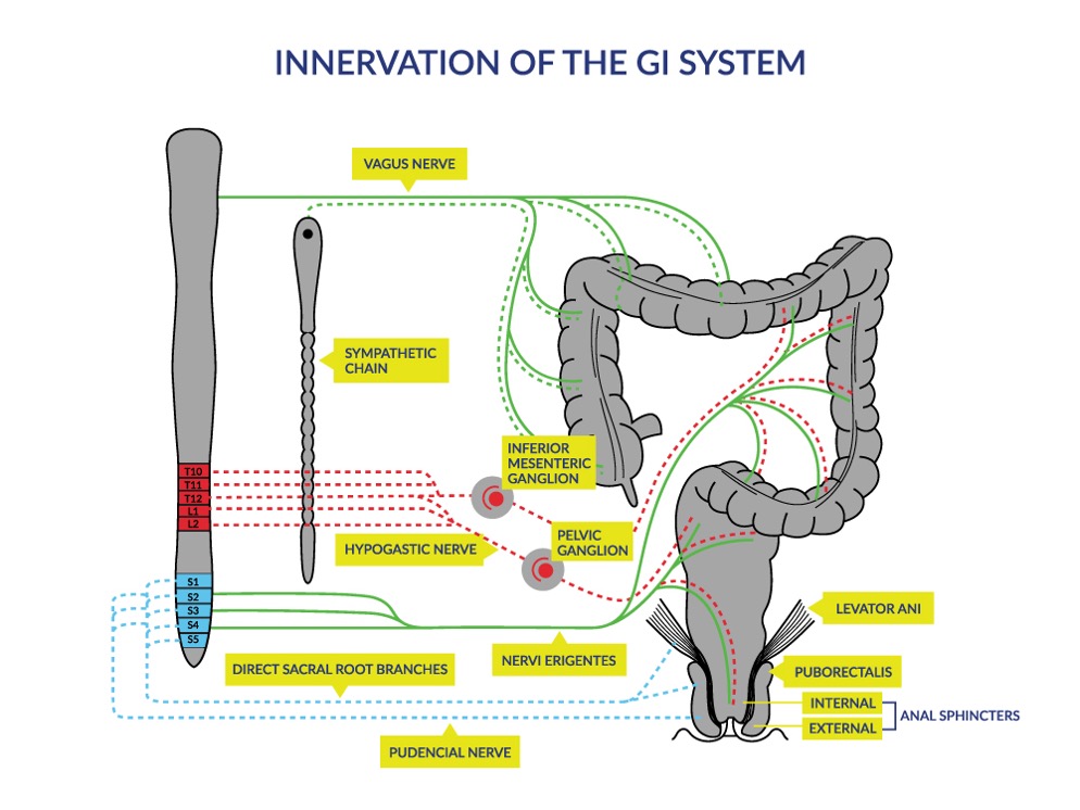 Updated chapter on Bowel Management after #SCI! Establishing a bowel routine and properly treating dysfunction is one of the most important things you can do for people with #SCI. Check it out at: scireproject.com/evidence/bowel…