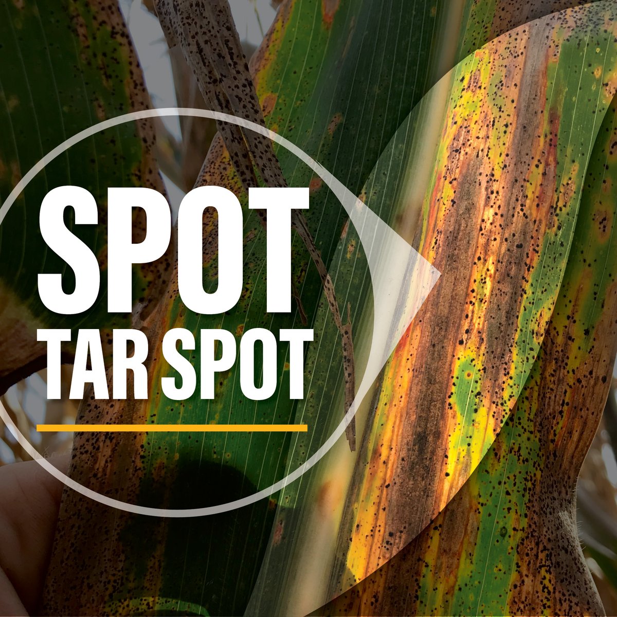 Golden Harvest Seeds tweet media