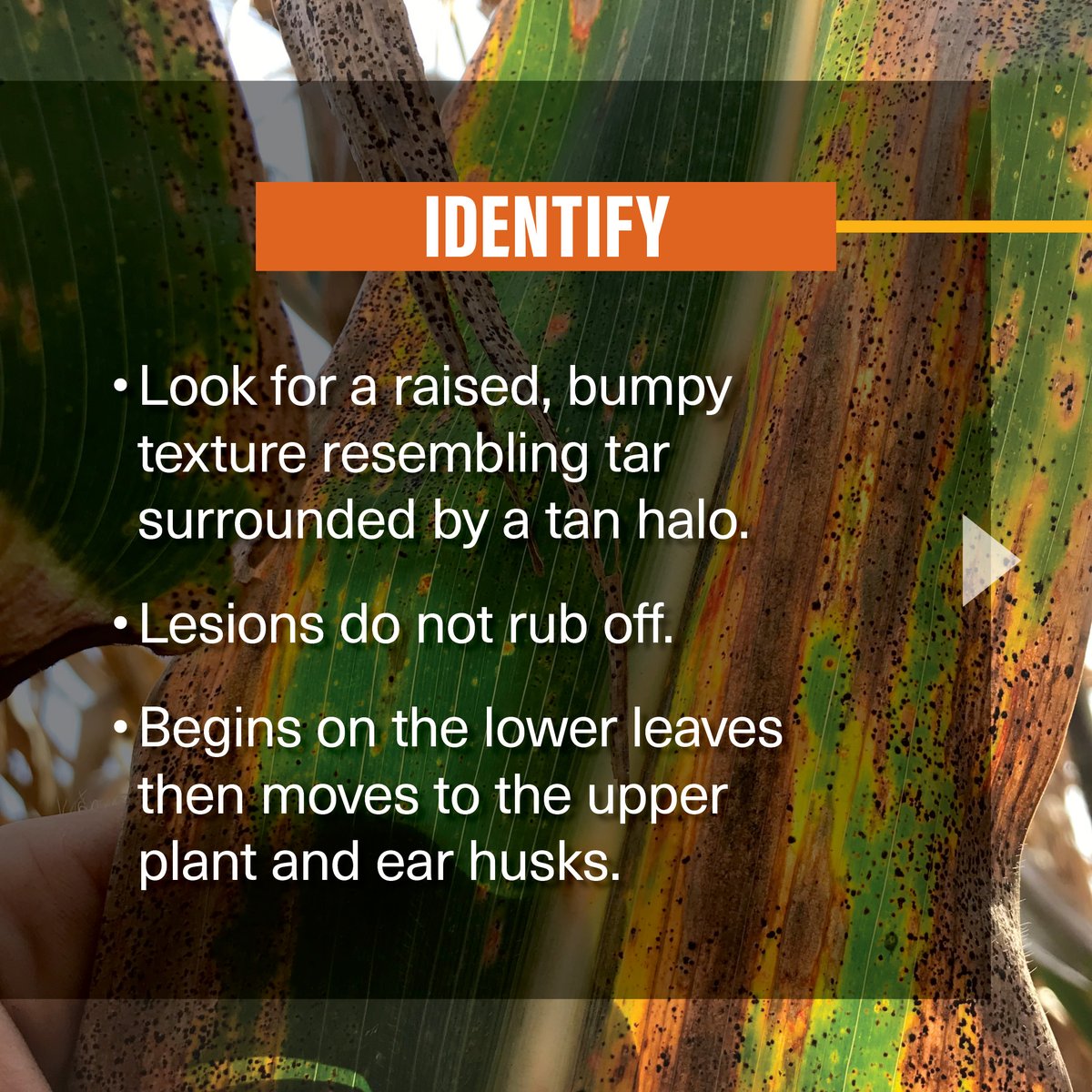 Golden Harvest Seeds tweet media