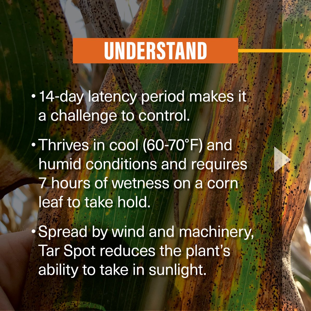 Golden Harvest Seeds tweet media