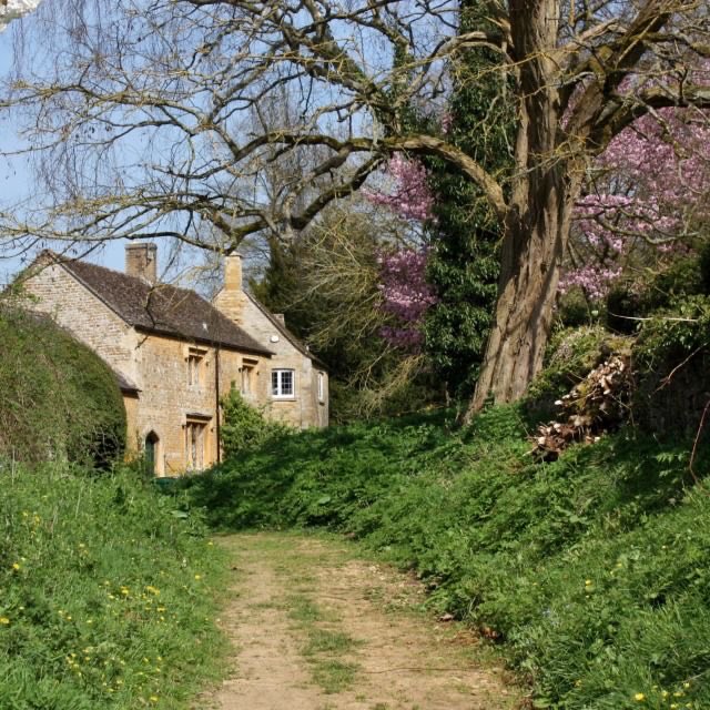 Daily cottagecore 💛