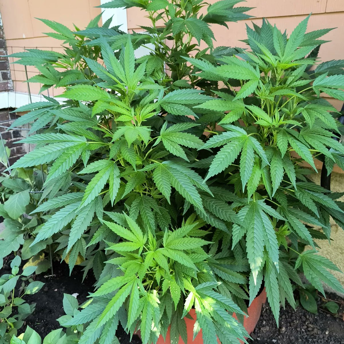 DPembic's tweet image. 4 foot high by the 4th of July or fughheddiboutit.