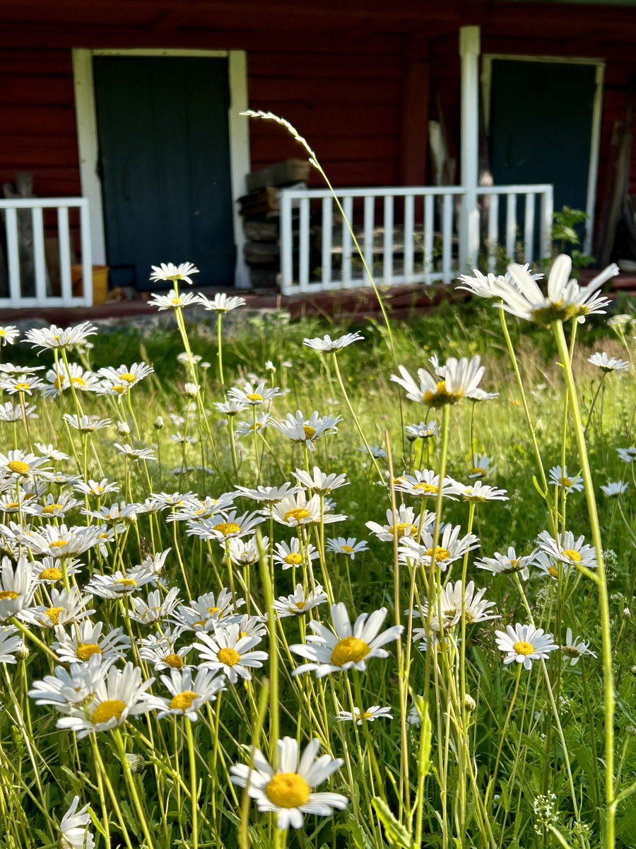 Kesäpihan #villiinnytys etenee - luonto on ihmeellinen 😍