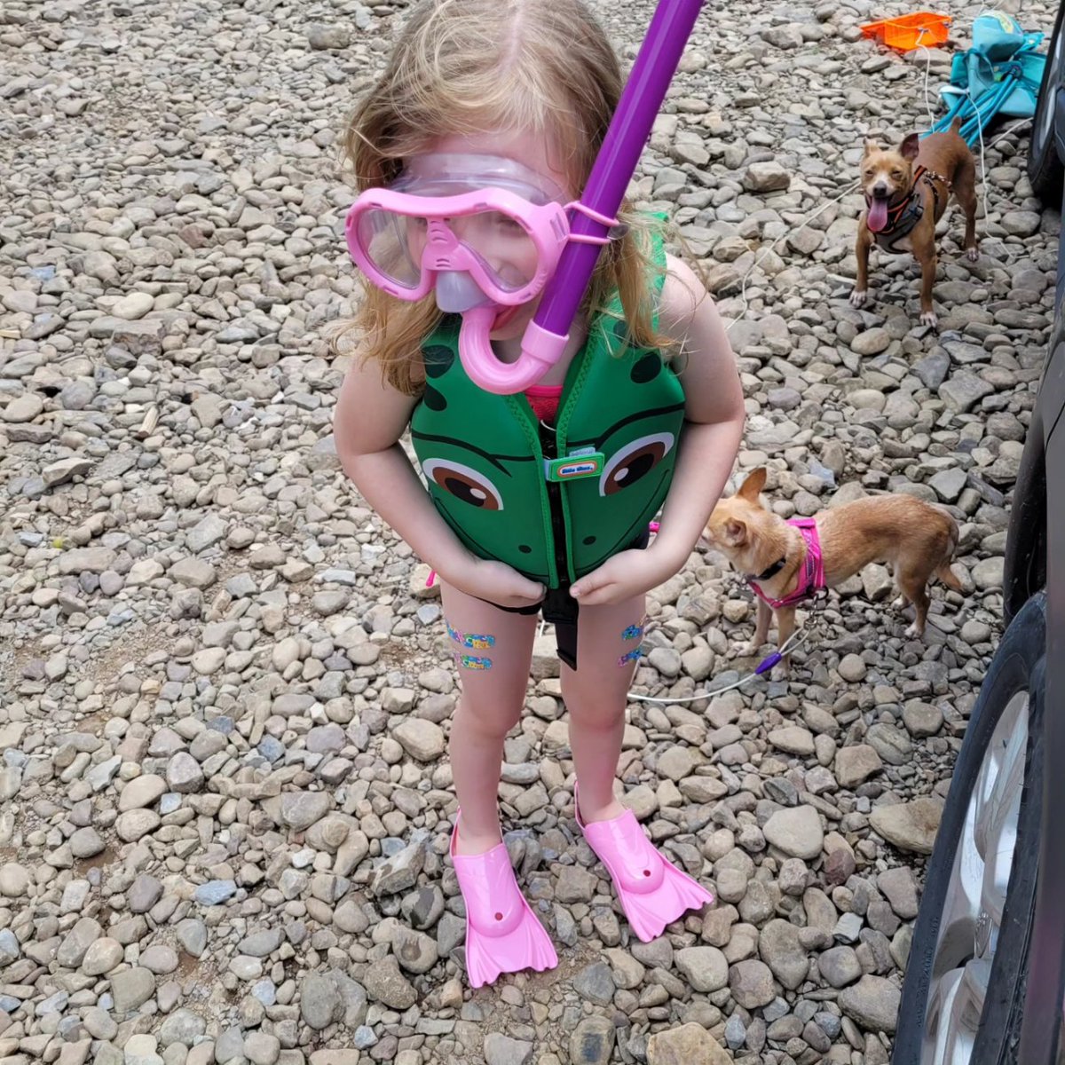 RedDaggerTV's tweet image. Camping pt.1 
2 adults 2 kids and 3 dogs.
Eevees first fish, first fins and goggles, and kayak ride.