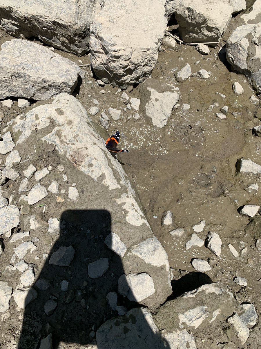QqueenKayyy's tweet photo. #naturephoto peaceful summer https://t.co/3KsZc5rndI