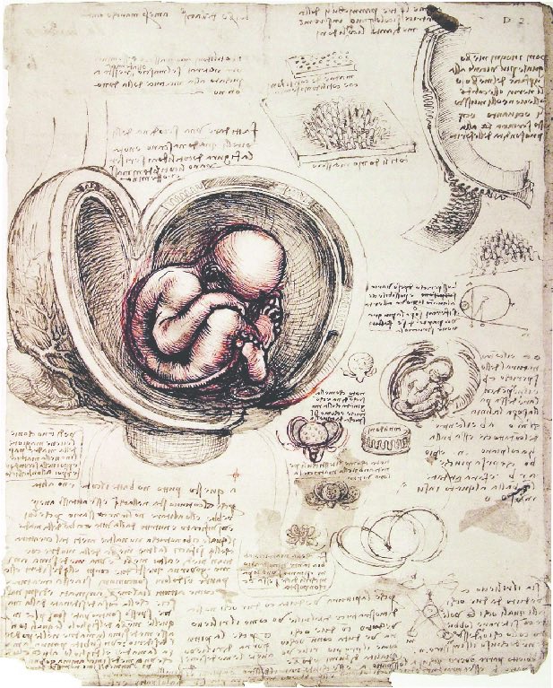 PhysInHistory's tweet photo. The human fetus drawings by Leonardo da Vinci, c. 1510. https://t.co/3ux7ND602g