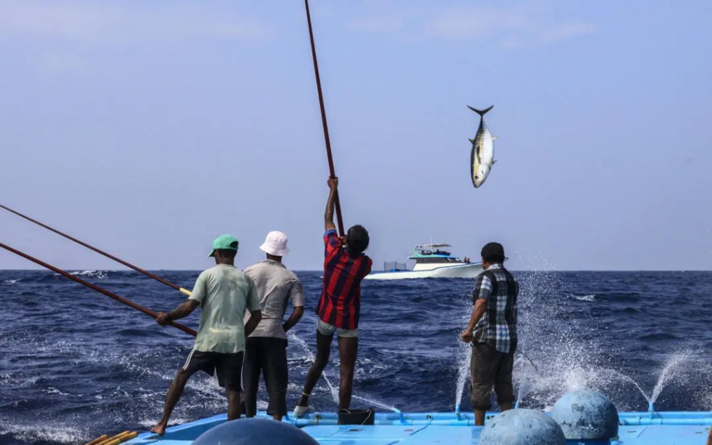 މަސްވެރިންގެ އާދޭހަށް ސަރުކާރުން އިޖާބަ ދީފި -  fikuru.online/?p=197 --Select--