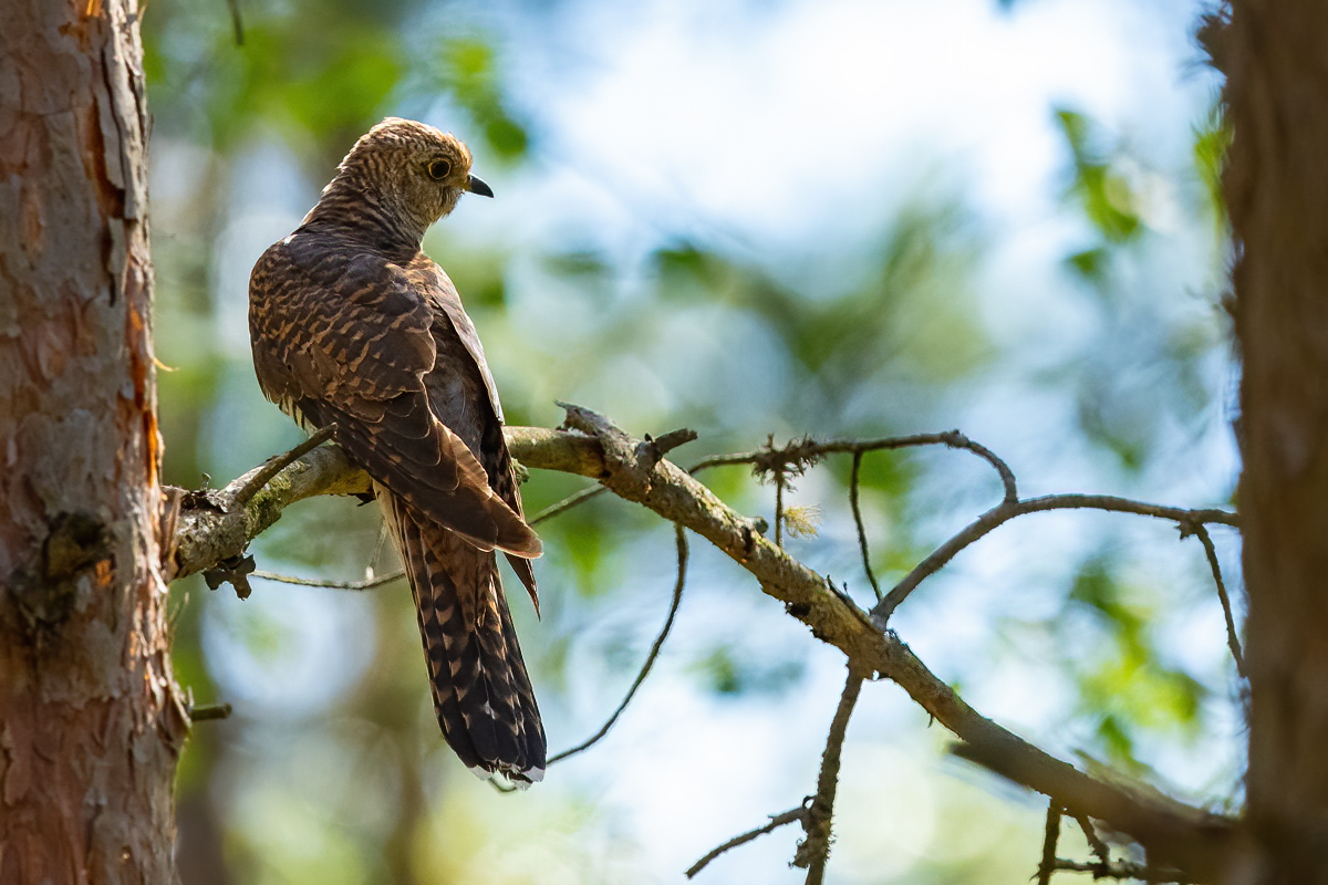 Kūko kūko dzeguzīte... Te viens ziņkārīgs dzegužu jaunulis Kalnansu purva apkaimē (Kuldīgas novads).