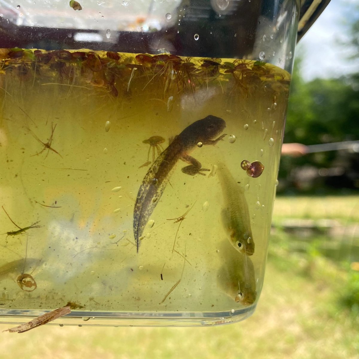 UrbanAdvSquad's tweet image. #JuniorRangerAdventureSquad conducted a frog study. #SquadMembers caught &amp;amp; studied specimens to explore the frog life cycle &amp;amp; practice species ID at @KenAqGardens
🐸🐸🐸

#ThisIsOutdoorLearning 
#EquitableOutdoorLearning 
#CityAsAClassroom