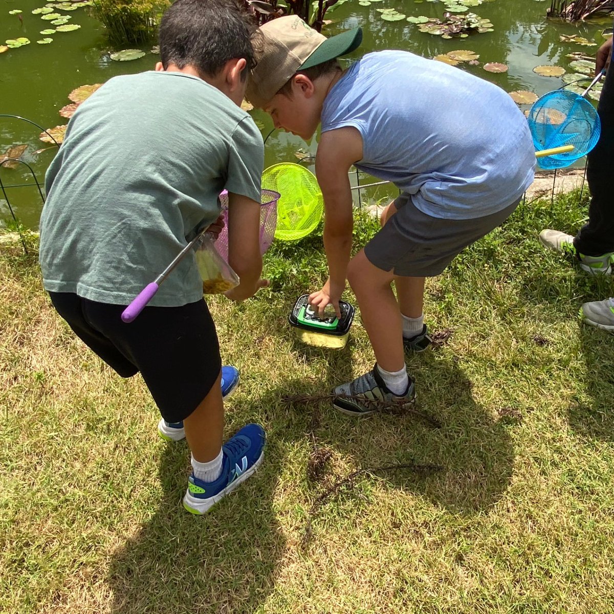 UrbanAdvSquad's tweet image. #JuniorRangerAdventureSquad conducted a frog study. #SquadMembers caught &amp;amp; studied specimens to explore the frog life cycle &amp;amp; practice species ID at @KenAqGardens
🐸🐸🐸

#ThisIsOutdoorLearning 
#EquitableOutdoorLearning 
#CityAsAClassroom