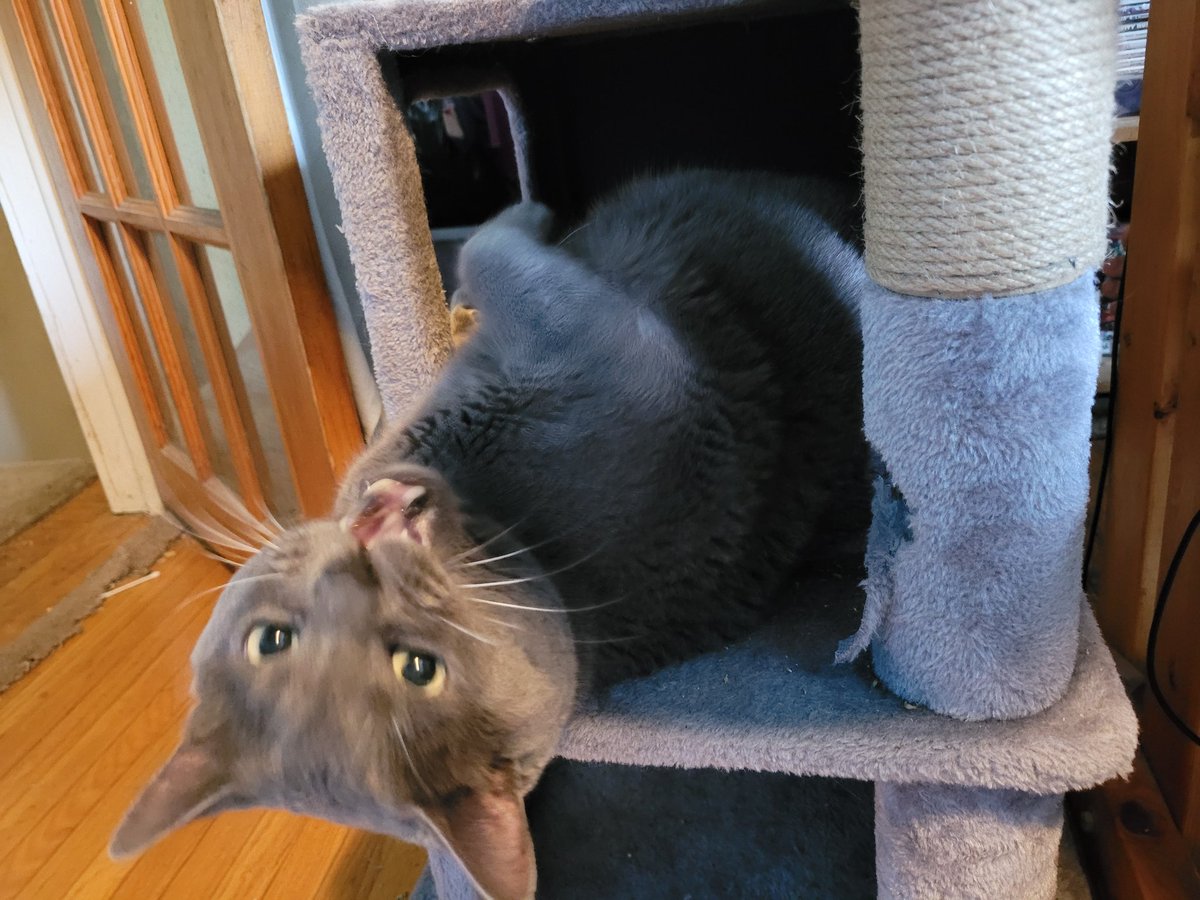 SSSGuy's tweet photo. @henemimi He got into the catnip and rolled around in his tree. I took this picture mid-yawn https://t.co/mumoQqfU0C