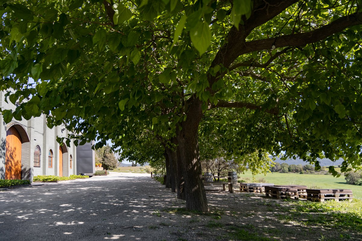 VinselCep's tweet photo. El nostre celler i el nostre espai sota les moreres.
Ideal per una copeta a la sombreta per aïllar-se de tanta calor.
-
#vinselcep #enoturisme #winetourism #enoturismo #wine #cava #vi #penedes #santsadurni #espiells #visitapenedes #penedes #cava #santsadurni https://t.co/EcNF5F5L3F