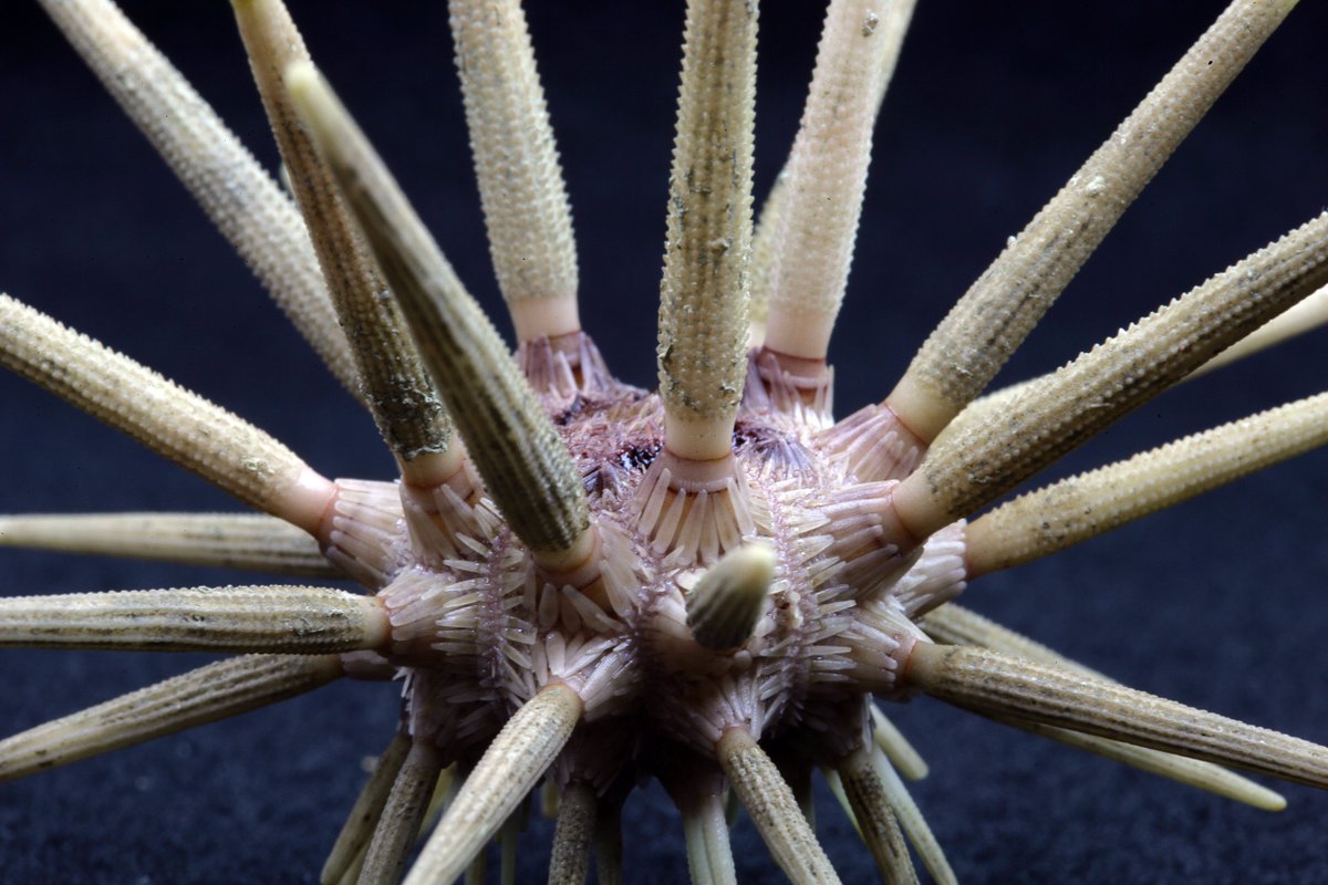 MissionBlue's tweet photo. An incredible closeup of a pencil urchin or Cidaris sp. The species is common in deep water habitats in the Atlantic Ocean!

📸Dr. Steve Ross / UNC-W. NOAA Office of Ocean Exploration https://t.co/K3AxsSfqDs
