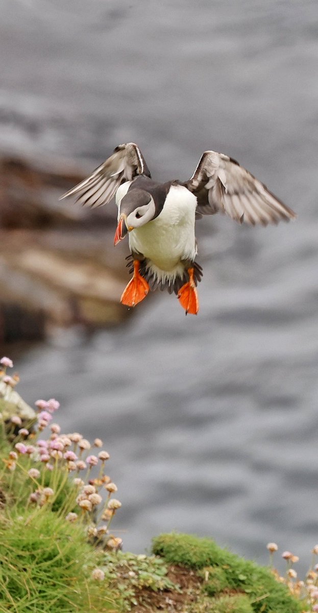 cdimages tweet media