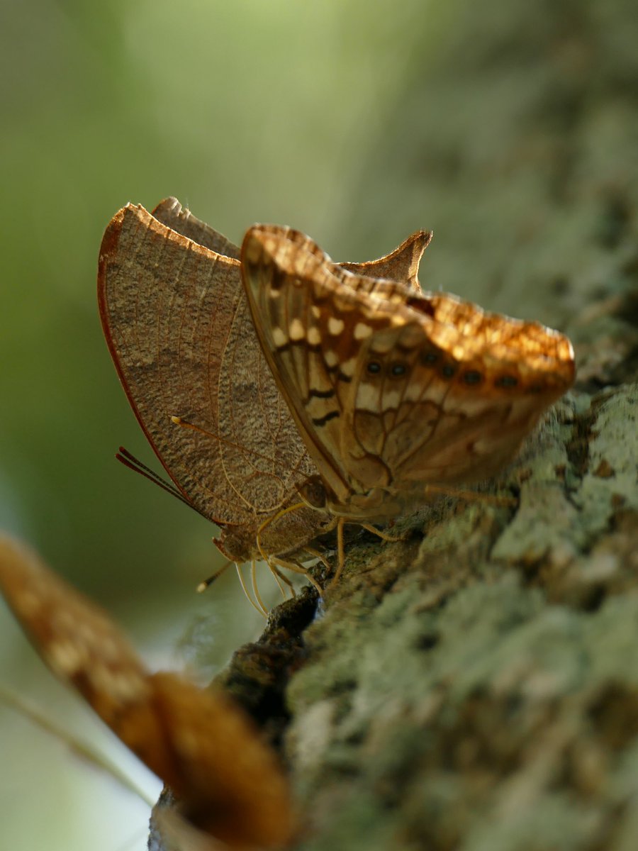 Tawny Emperor Butterfly - Asterocampa clyton 
I see these butterflies cluster around my ash trees regularly. First time I thought to take a picture. 🤷🏻‍♂️