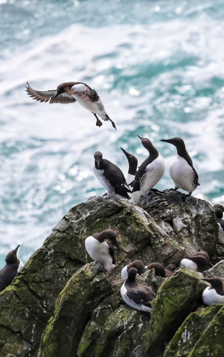 cdimages tweet media