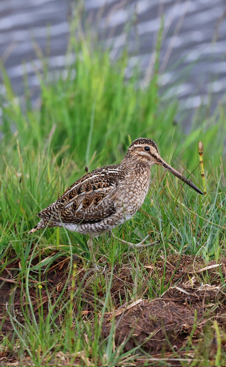 cdimages tweet media