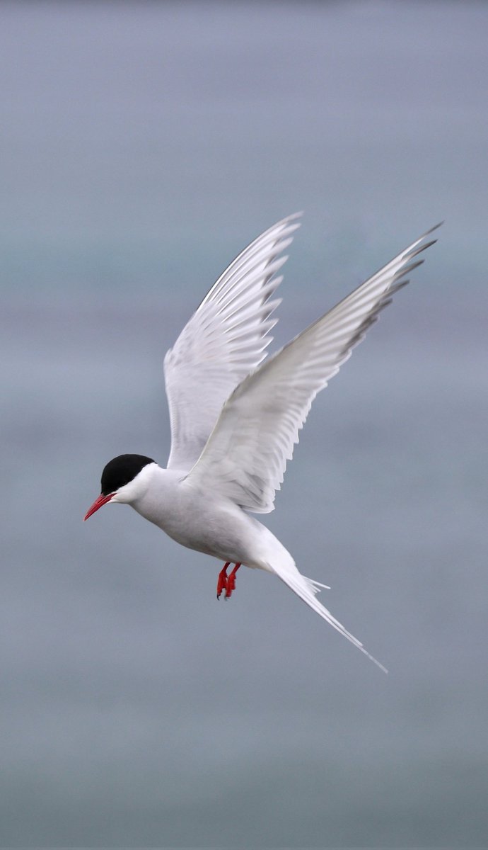 cdimages tweet media