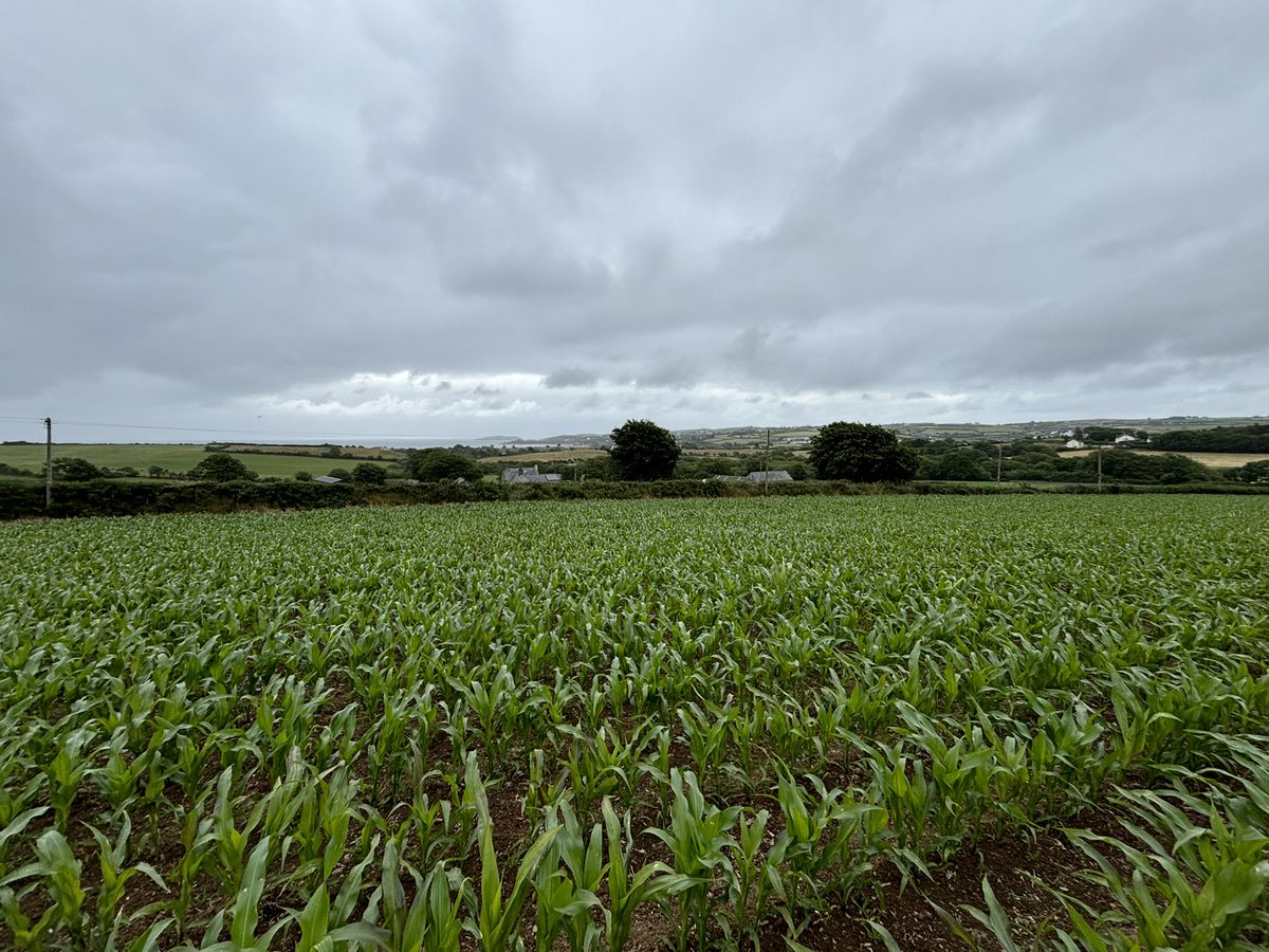 Agronomysilvers's tweet image. Cracking day today in north wales 🏴󠁧󠁢󠁷󠁬󠁳󠁿 4am start and 450 miles round trip was worth it for how well the crops are looking @AgriiUK #maize #potatoes #springbarley #undersownclover #newacres #agronomy